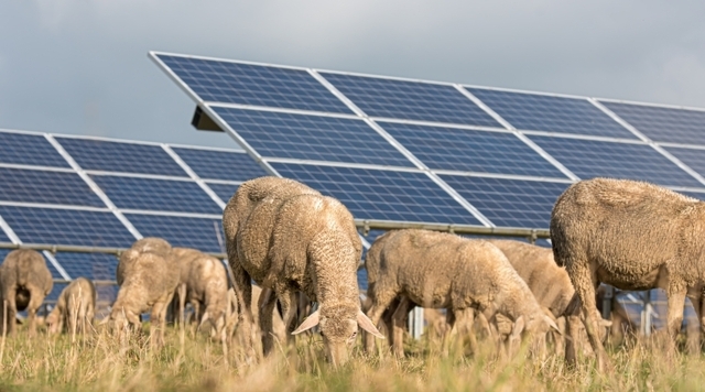 birkak a napelemparkban