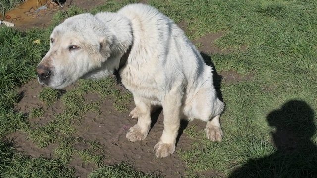 N5142951