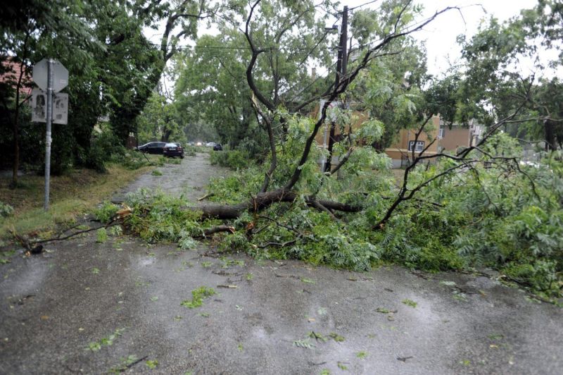 kidőlt fa - mti - mihádák zoltán