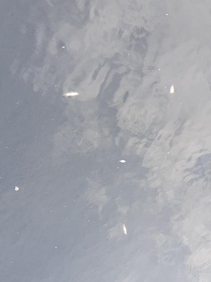 167141727_2657941321181814_958800458275264974_n