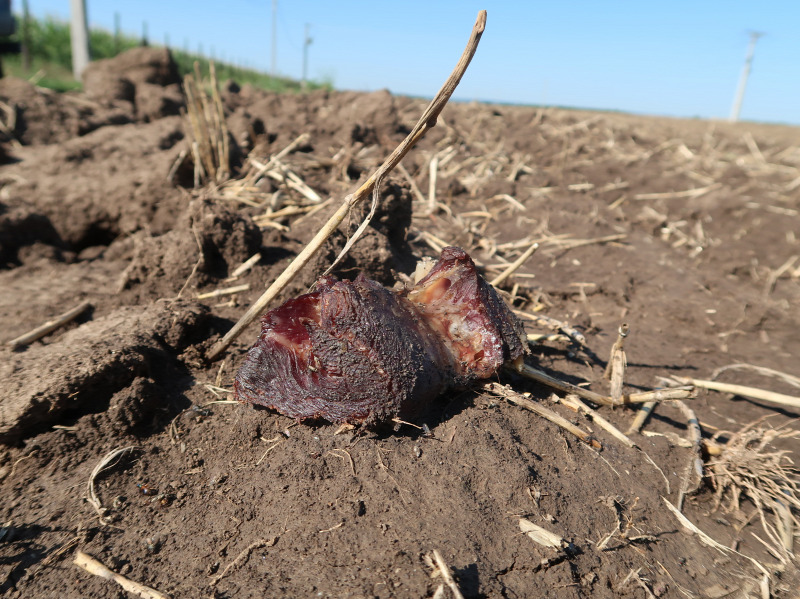 mérgezett-hús-pannoneagle-deák-gábor