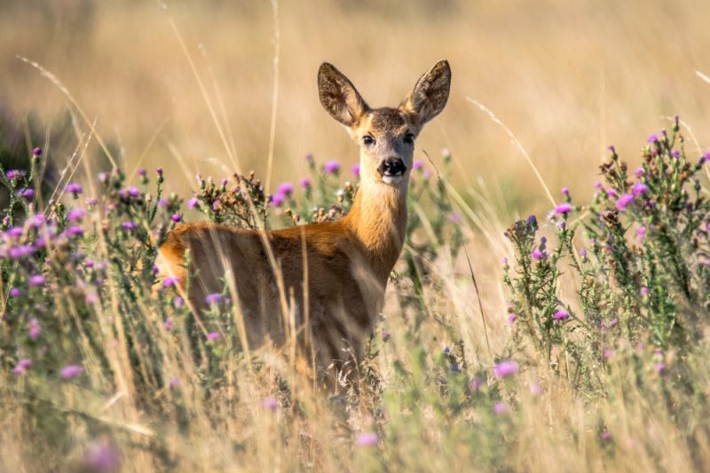 deer-g5a2db0e82_1920