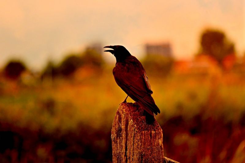 crow-3604685_1280