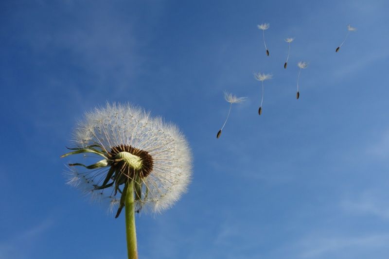 dandelion-463928_1280 (1)