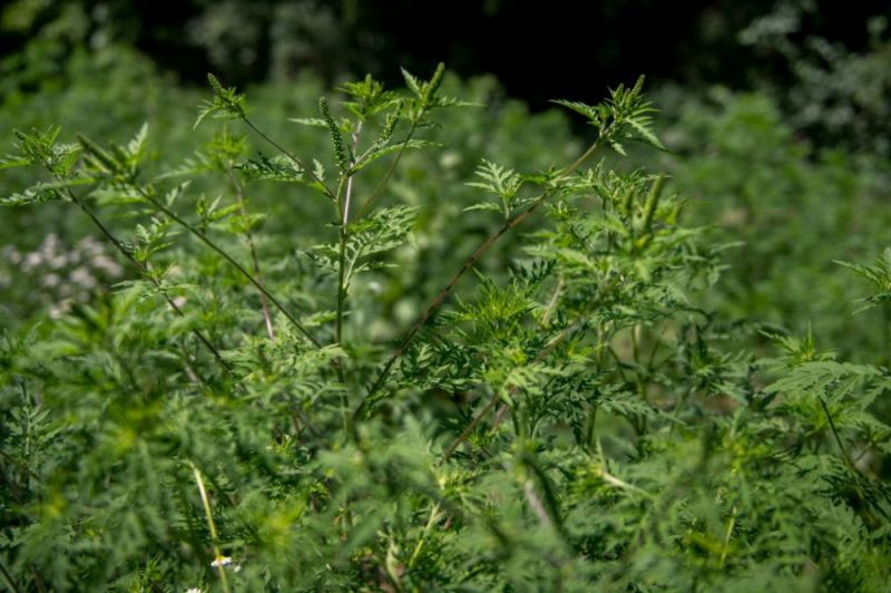 dsoki20200722106-1-1140x641