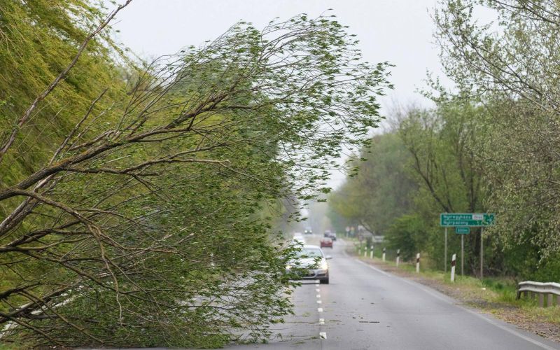 kidőlt-fa-mti-balázs-attila