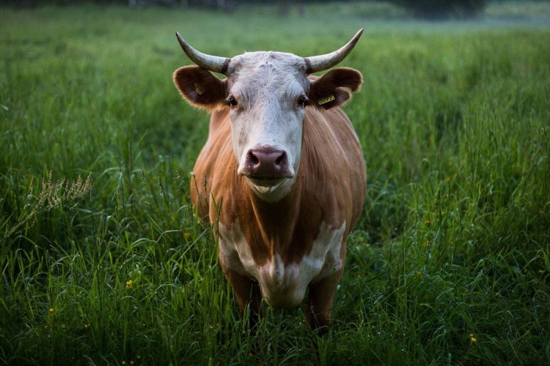 cow-1839118_1280