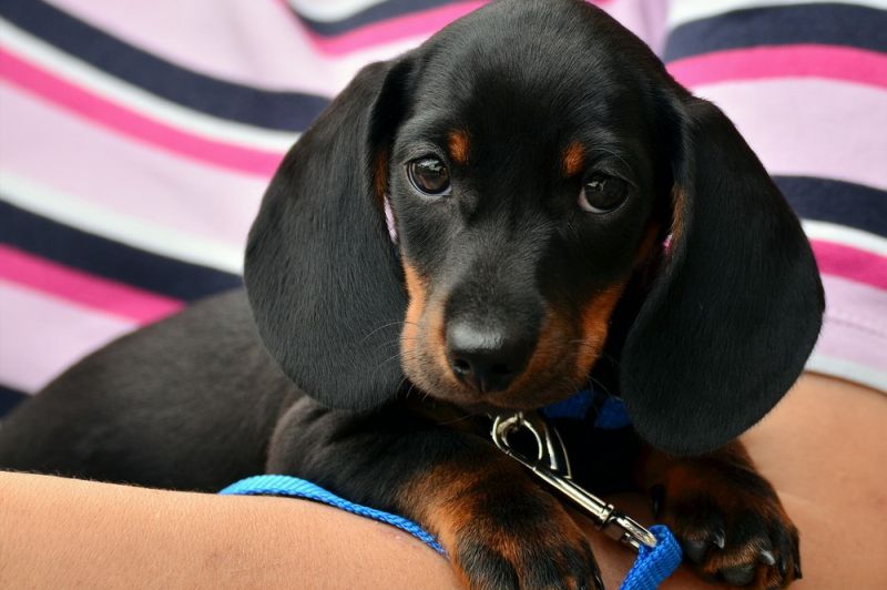 dachshund-1519374_1280
