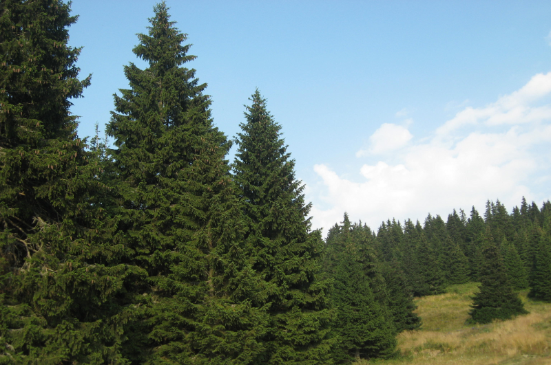 lucfenyő