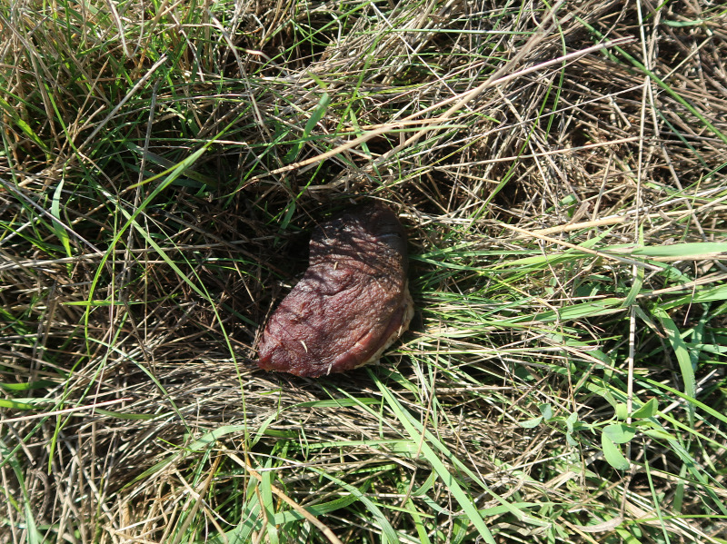 hatva-tura-mérgezér