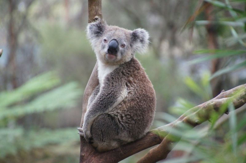 koala-226279_1280