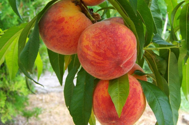 peach-846962_1280