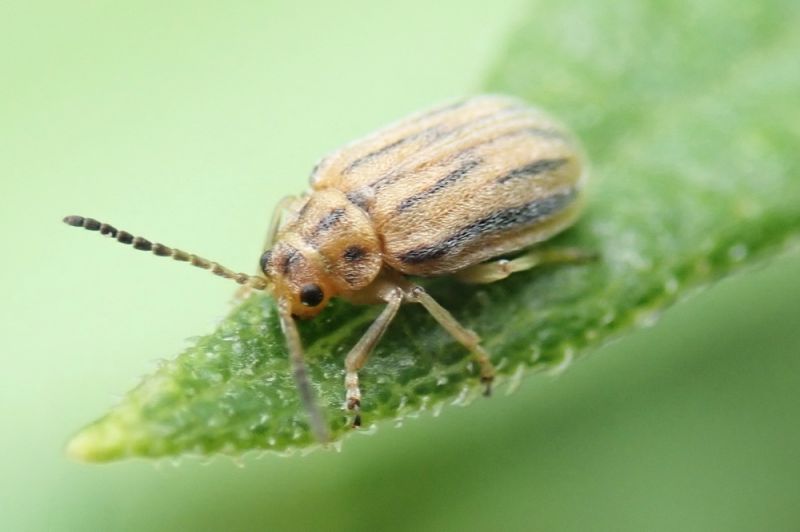 Ophraella_communa_89784919